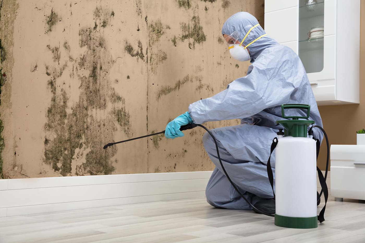 Schimmel laten verwijderen in een woning in Rotterdam